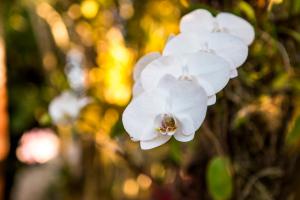 velinn feiticeira praia hotel