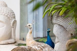 the retreat costa rica wellness resort and spa