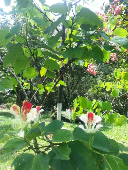 cahuita