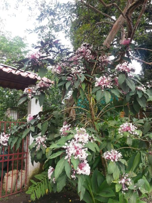 cahuita