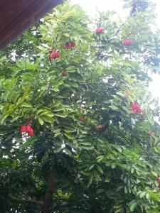 cahuita