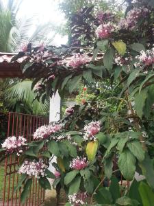 cahuita