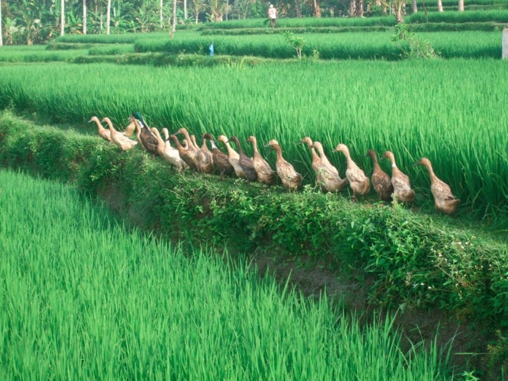 villa puri darma agung
