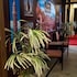 cairo paradise hotel