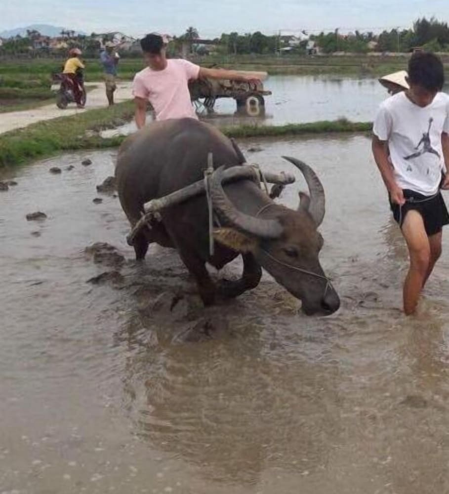 da nang