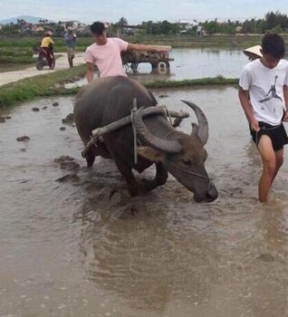 da nang
