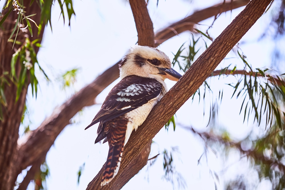 lorne foreshore caravan park