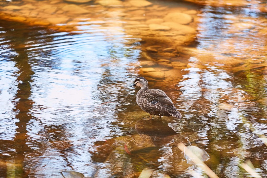 lorne foreshore caravan park