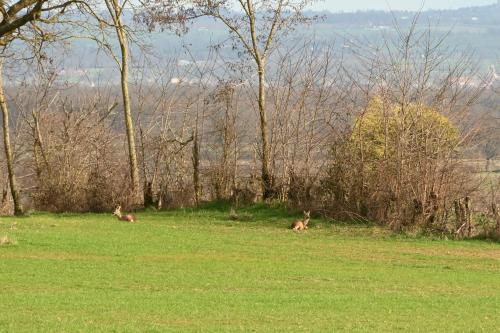 aux 3 forets