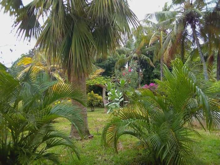 mwezi nyota