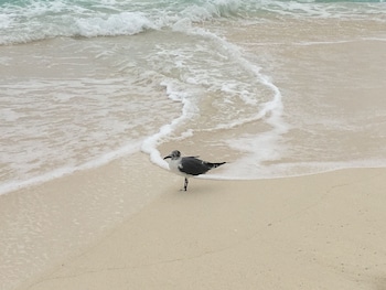 cancun plaza condo mexico