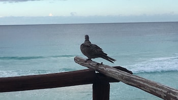 cancun plaza condo mexico