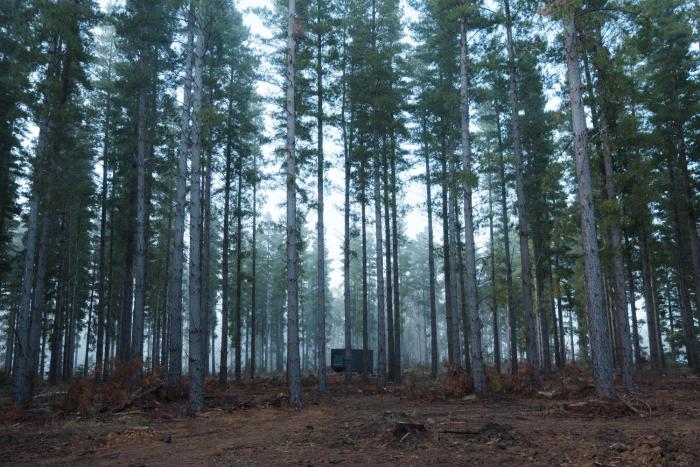 cabn kuitpo forest