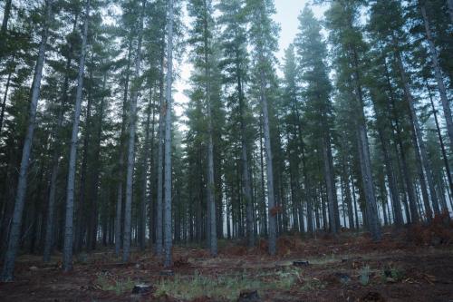 cabn kuitpo forest