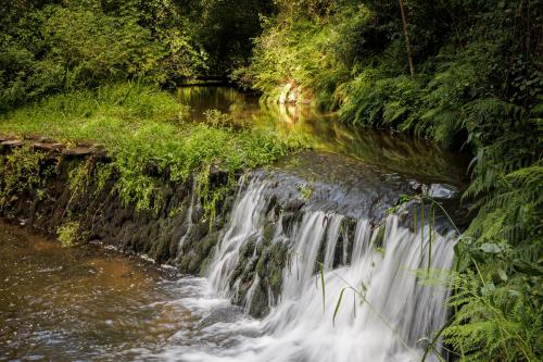 beandsee in river