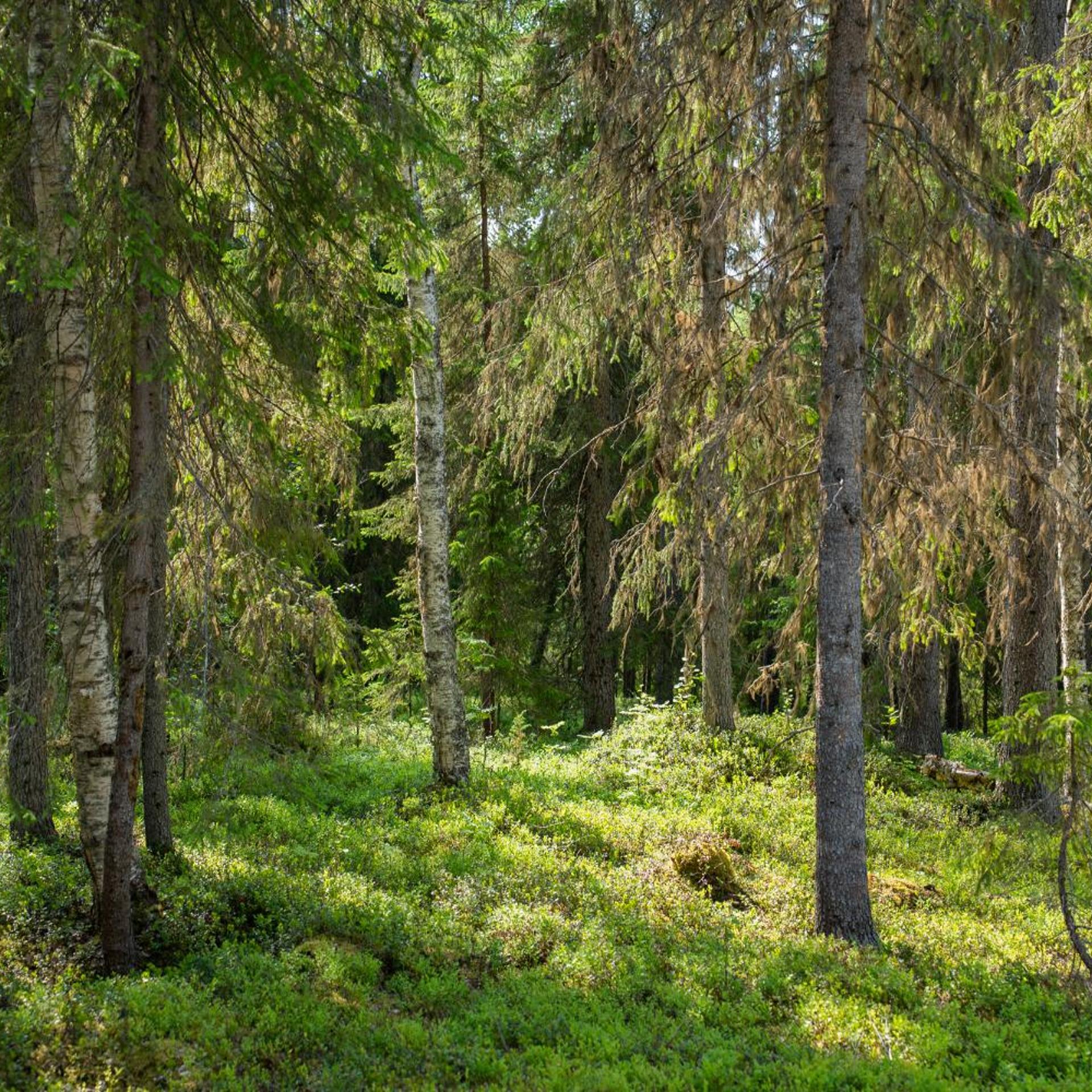 rovaniemi
