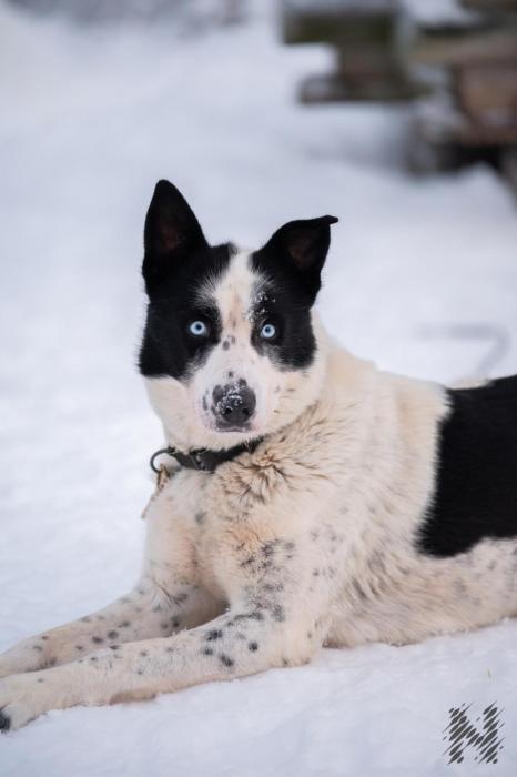 nova galaxy village
