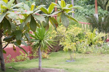 Moonlight Resort,Cebu Island>>Cebu,3 star