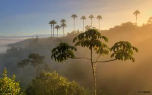 Las Cruces Biological Station,Golfito>>Agua Buena,3 star