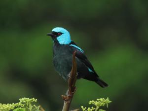 Las Cruces Biological Station,Golfito>>Agua Buena,3 star