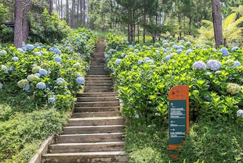haven in the pines