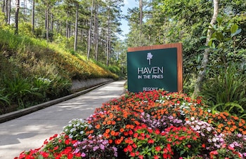 haven in the pines