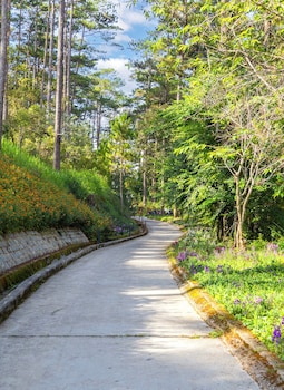 haven in the pines