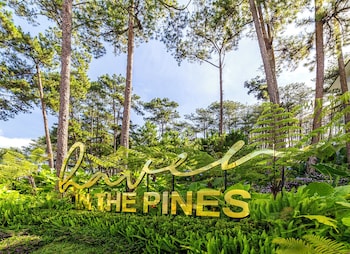 haven in the pines