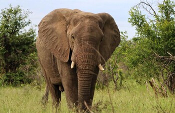 taj bush lodge
