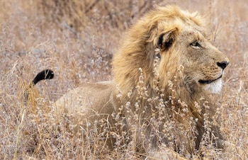 taj bush lodge