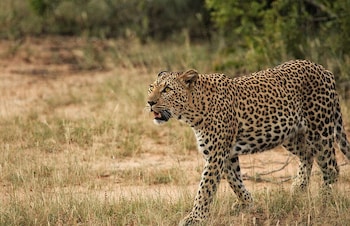 taj bush lodge