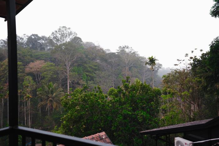 wood panda luxury resort wayanad