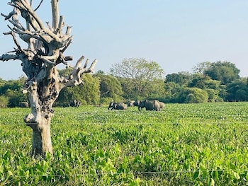 bundala forest resort