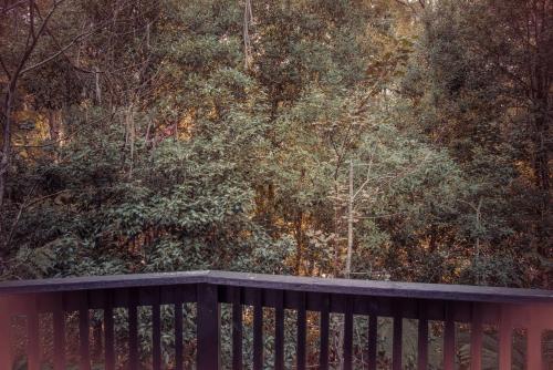 sassafras