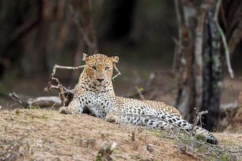 wild edge panama kumana safari lodge