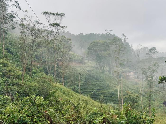 watawala tea plantation bungalow