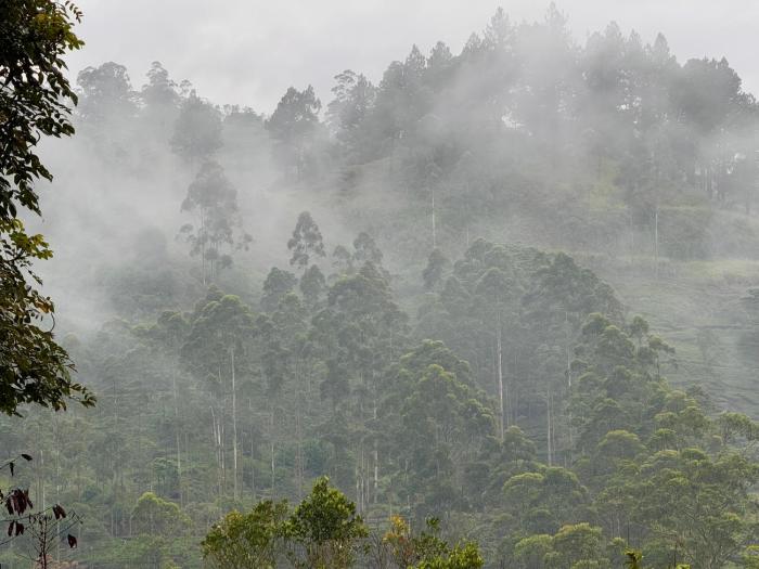 watawala tea plantation bungalow