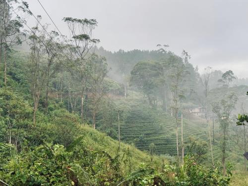 watawala tea plantation bungalow