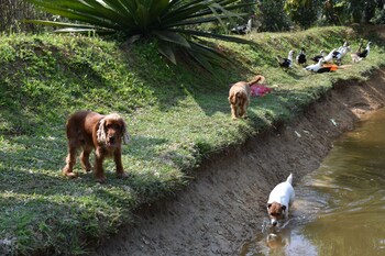 Wetland Homestay & Camping,,4 star