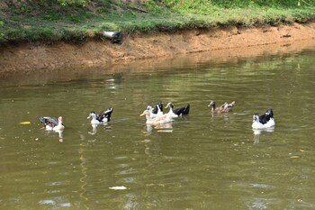 wetland homestay and camping
