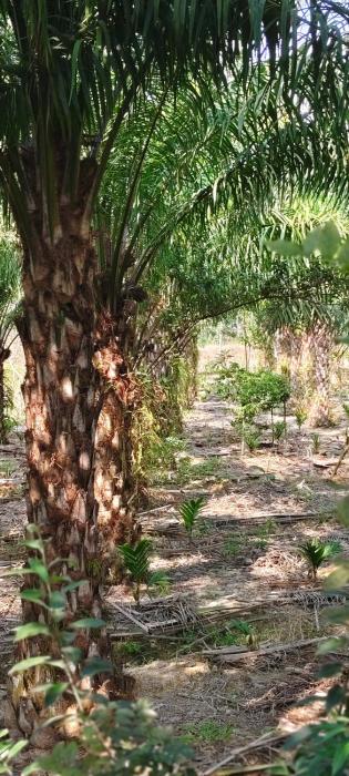 wetland homestay and camping