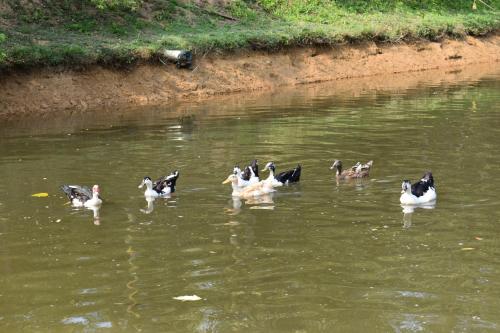 wetland homestay and camping
