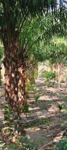wetland homestay and camping