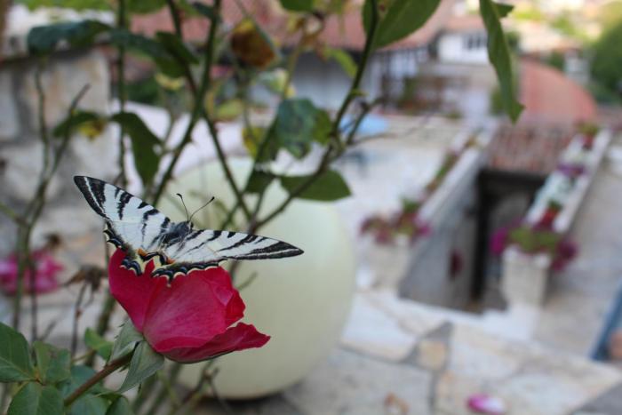 hotel vila aleksander