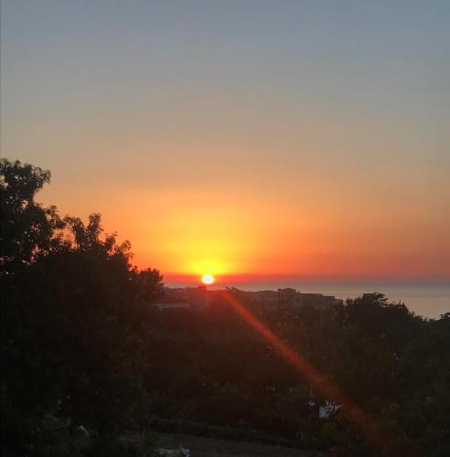 aurantia mediterranean tale