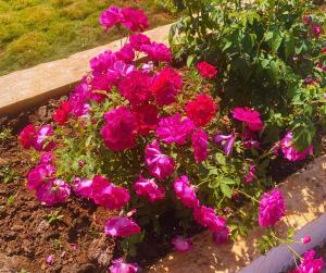 karjat hills cozy farmstay