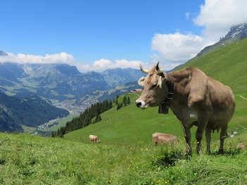 hotel regina titlis a trademark collection by wyndham