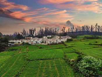 mango hill shola ooty
