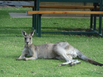 Grampians View Cottages And Units,Halls Gap>>Grampians,4 star