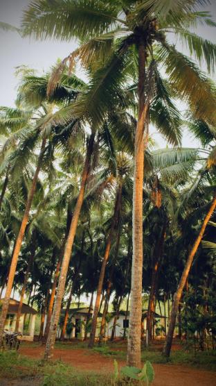 india yoga village
